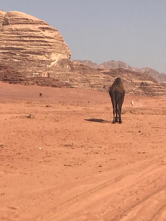 Bedouin House Camp Hotel Wadi Rum Exterior photo